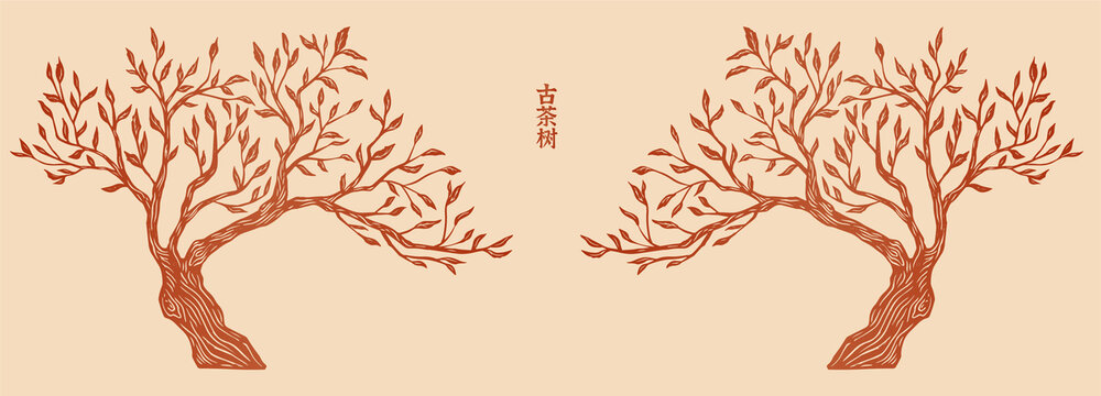 古茶樹(shù)