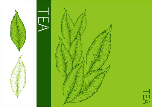 茶葉