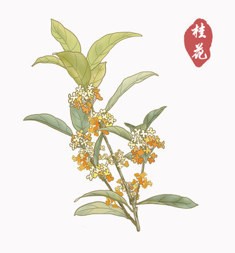桂花插畫