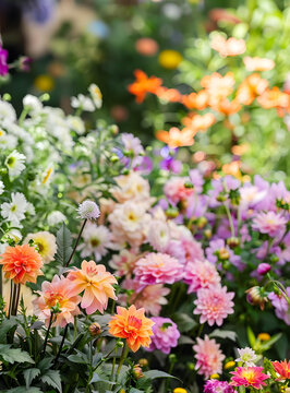 花園里盛開(kāi)的五顏六色的花朵