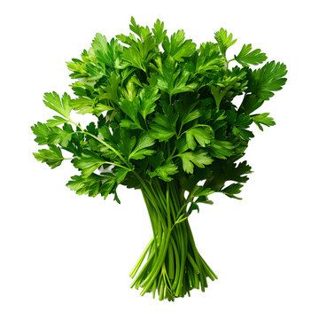 [免摳素材]新鮮歐芹束