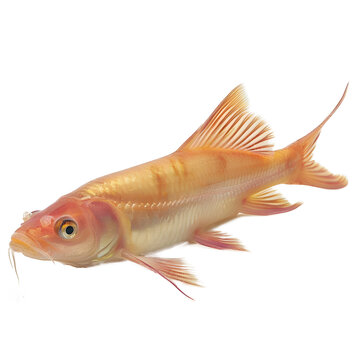 [免摳素材]白色背景上的金色魚(yú)