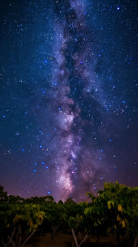 星空下的樹木