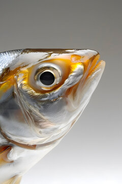 魚(yú)頭特寫(xiě)：探索水下生物的奧秘