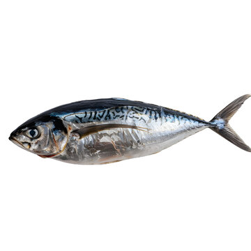 [免摳素材]白色背景上的新鮮鯖魚(yú)