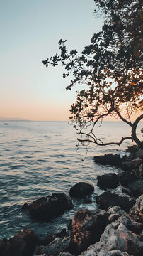 夕陽下樹枝下的海景