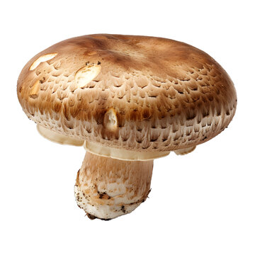 [免摳素材]白色背景上孤立的棕色蘑菇