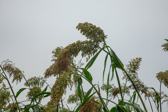 紅高粱