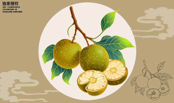 羅漢果插畫
