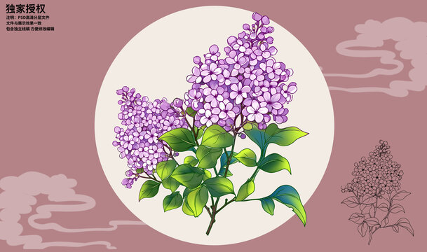 丁香花插畫