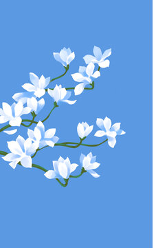 白蘭花