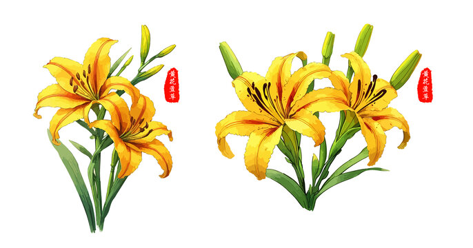 黃花萱草