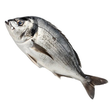 [免摳素材]新鮮的金頭鯛魚(yú)