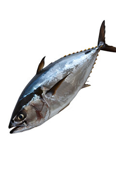 [免摳素材]藍(lán)鰭金槍魚