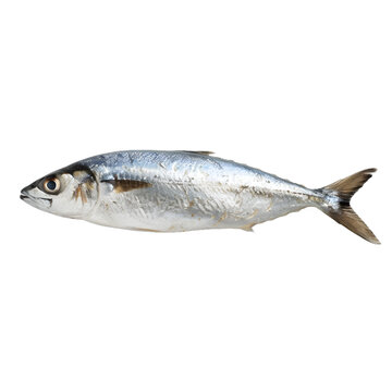 [免摳素材]白色背景上的新鮮整條鯖魚(yú)