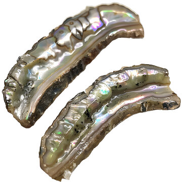 [免摳素材]兩片閃亮的鮑魚殼