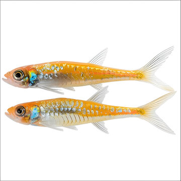 兩只橙色魚的插圖