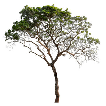 [免摳素材]白色背景孤立的單棵樹