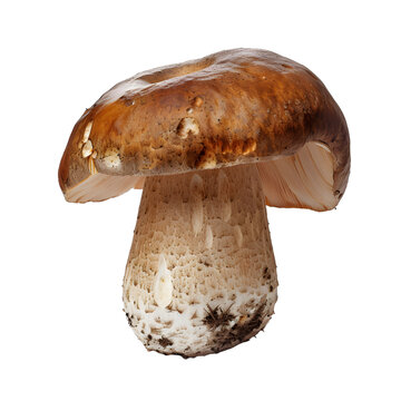 [免摳素材]白色背景上的新鮮白蘑菇