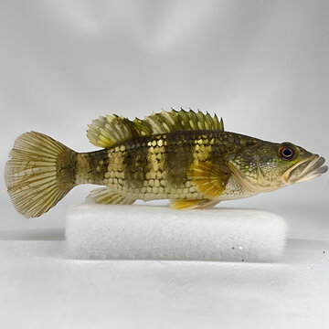 一條魚的AI圖片