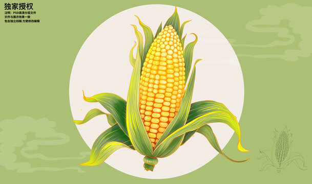 玉米插畫