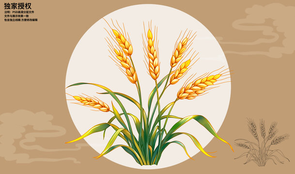 燕麥插畫