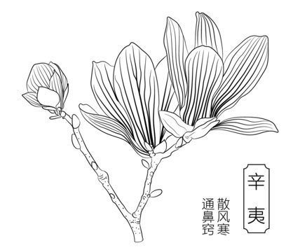 辛夷線稿