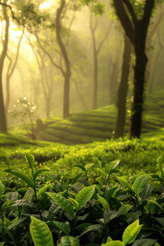 清晨陽光下的翠綠茶園