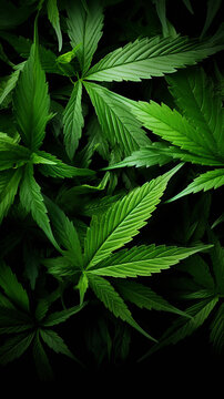 大麻葉的特寫(xiě)鏡頭