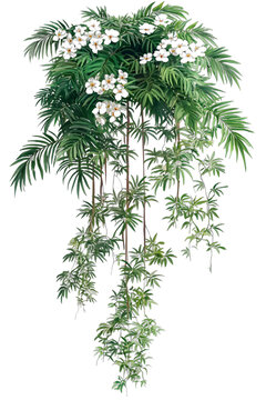 [免摳素材]熱帶植物吊頂