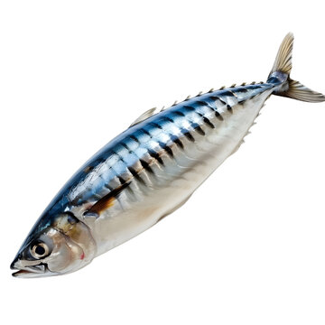 [免摳素材]大西洋鯖魚