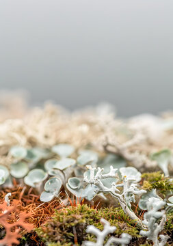 苔蘚上的白色地衣特寫(xiě)