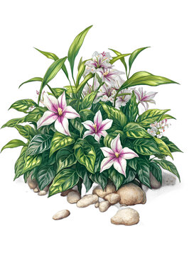 [免摳素材]白色花朵與綠葉巖石