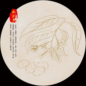 手繪女貞子插畫線稿