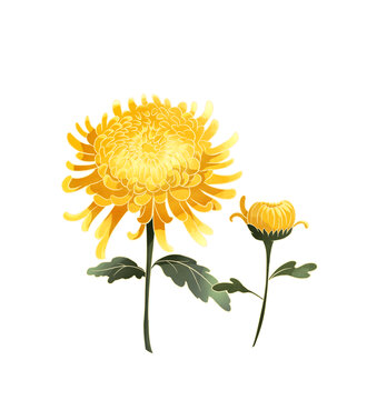 菊花水彩插畫