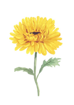 菊花水彩插畫