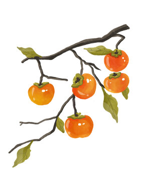 柿子水彩插畫(huà)