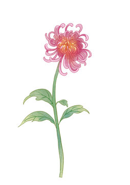 菊花水彩插畫