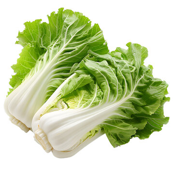 [免摳素材]大白菜