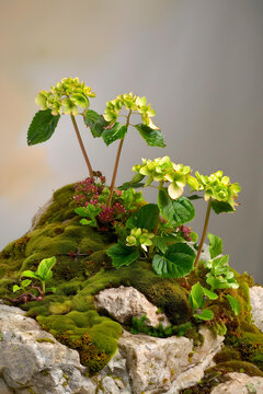 綠色的苔蘚巖石和小型植物