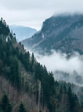霧氣籠罩的森林山脈景觀