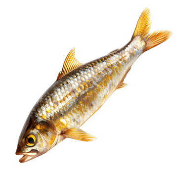 [免摳素材]白色背景上的干黃魚