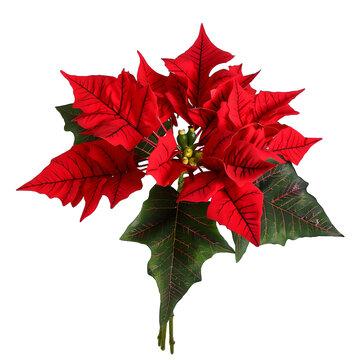 [免摳素材]圣誕節(jié)紅色一品紅花束裝飾