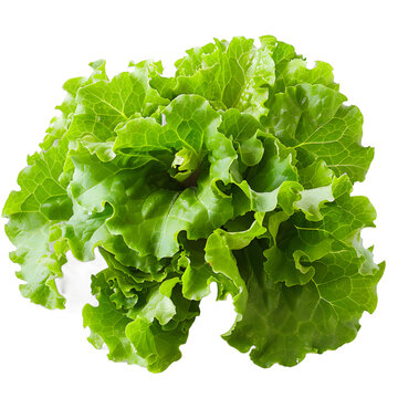 [免摳素材]新鮮生菜綠葉蔬菜圖片
