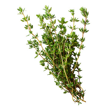 [免摳素材]百里香草本植物。白色背景下分離。特寫