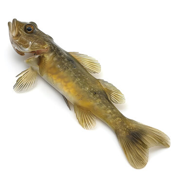 白色背景上的淡水魚