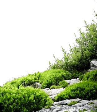[免摳素材]白色背景上的綠色苔蘚和石頭