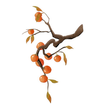 秋天柿子水彩插畫(huà)