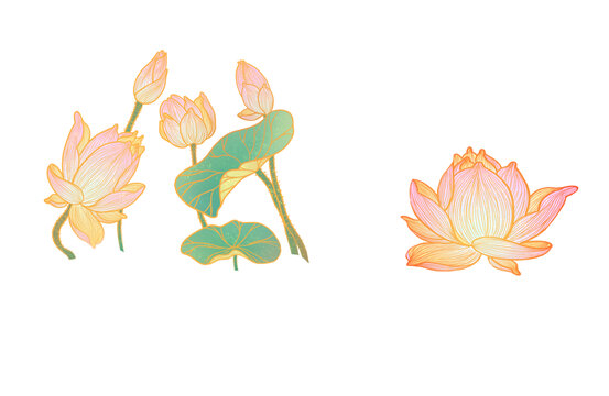 荷花組