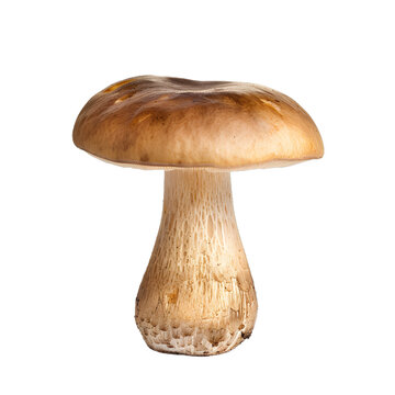 [免摳素材]白色背景上的單個(gè)棕色新鮮蘑菇